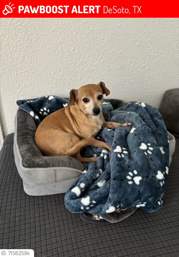 Lost Male Dog last seen 35/Wintergreen , DeSoto, TX 75115