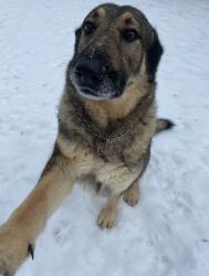 Lost Male Dog last seen Welcome Arcadia Rd (between Dr Zimmerman and Pickett Rd), Davidson County, NC 27295
