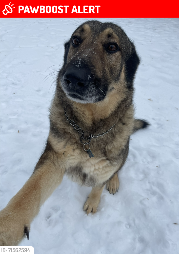 Lost Male Dog last seen Welcome Arcadia Rd (between Dr Zimmerman and Pickett Rd), Davidson County, NC 27295