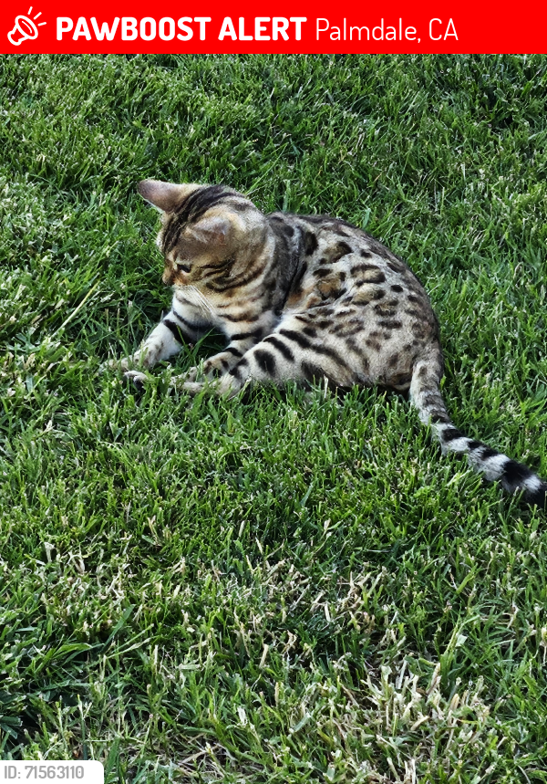 Lost Female Cat last seen Near Centre Ct., Palmdale, CA 93551