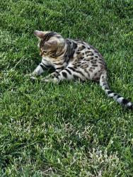 Lost Female Cat last seen Near Centre Ct., Palmdale, CA 93551