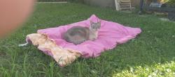 Lost Male Cat last seen Cherry Vista Neighborhood, Bristol, WI 53104