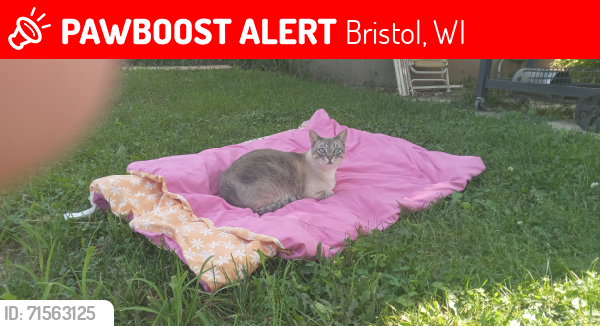 Lost Male Cat last seen Cherry Vista Neighborhood, Bristol, WI 53104