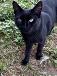 Lost Female Cat last seen Old Richmond Road & Voss, Sugar Land, TX 77498