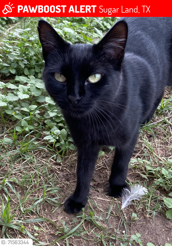 Lost Female Cat last seen Old Richmond Road & Voss, Sugar Land, TX 77498