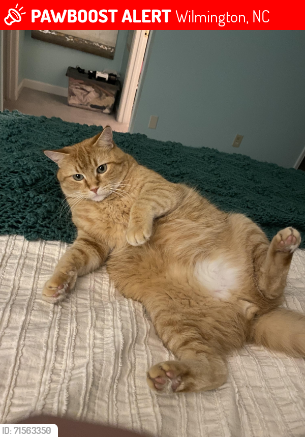 Lost Male Cat last seen Masonboro Veggie Wagon, Wilmington, NC 28409