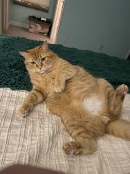 Lost Male Cat last seen Masonboro Veggie Wagon, Wilmington, NC 28409