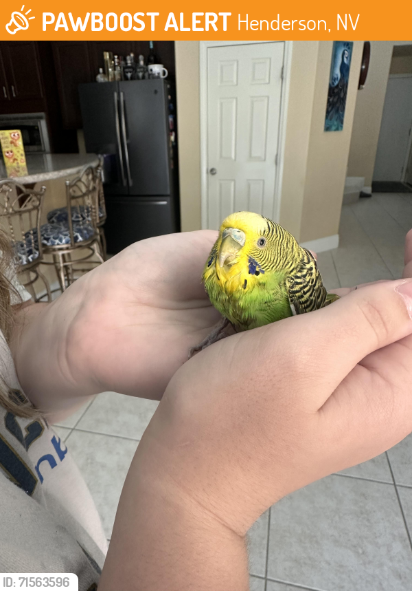 Found/Stray Unknown Bird last seen Burkholder and Racetrack, Henderson, NV 89015