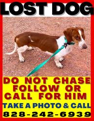 Reunited Male Dog last seen Near Reeds Creek Rd. Fairview, NC , Fairview, NC 28730
