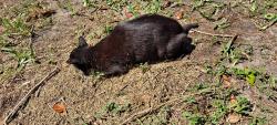 Lost Male Cat last seen Alexander and Garden, Plant City, FL 33563