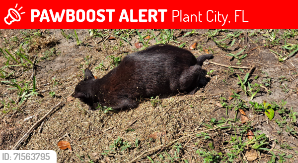 Lost Male Cat last seen Alexander and Garden, Plant City, FL 33563