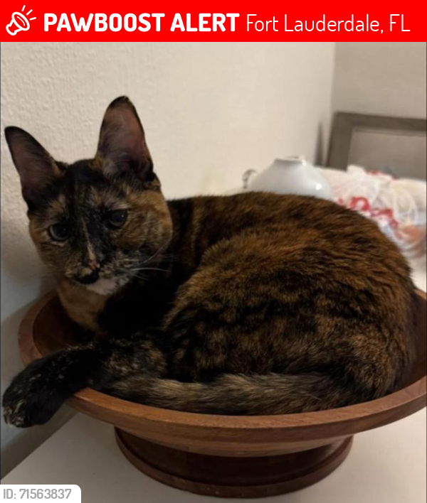 Lost Female Cat last seen Near ne 56 street, Fort Lauderdale , Fort Lauderdale, FL 33334