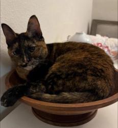 Lost Female Cat last seen Near ne 56 street, Fort Lauderdale , Fort Lauderdale, FL 33334