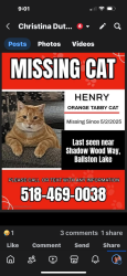 Lost Male Cat last seen Country Knolls , Country Knolls, NY 12019