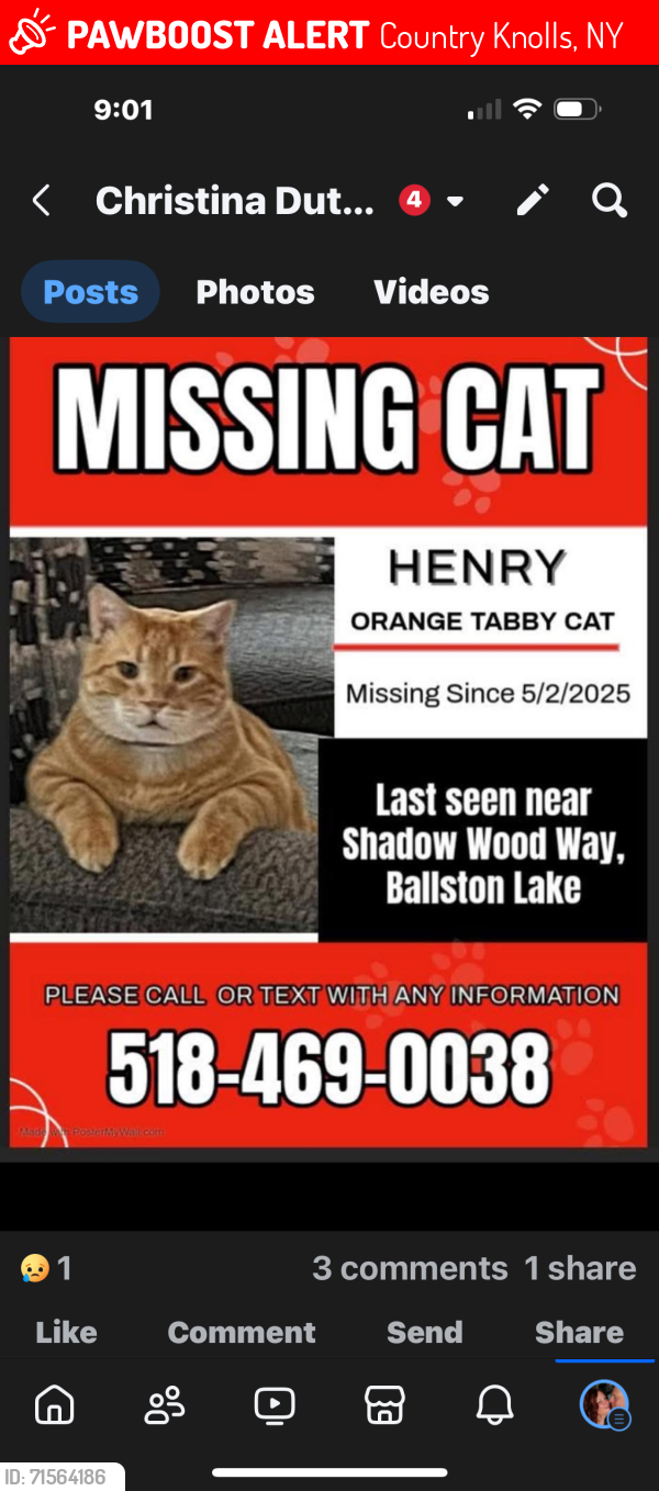 Lost Male Cat last seen Country Knolls , Country Knolls, NY 12019