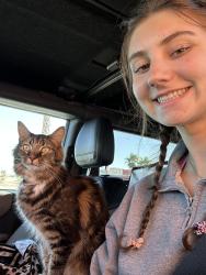 Lost Female Cat last seen Camelback and 54th Street, Phoenix, AZ 85018