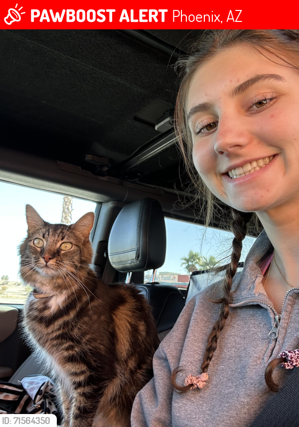 Lost Female Cat last seen Camelback and 54th Street, Phoenix, AZ 85018