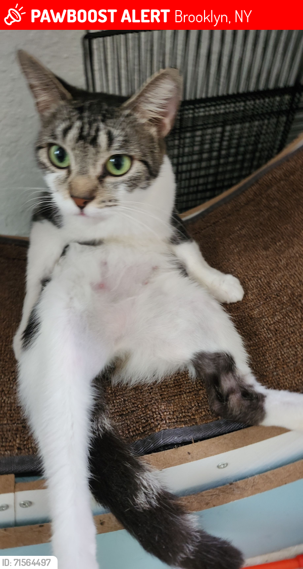 Lost Female Cat last seen Scholes & Humboldt, Brooklyn, NY 11206