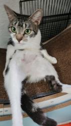Lost Female Cat last seen Scholes & Humboldt, Brooklyn, NY 11206