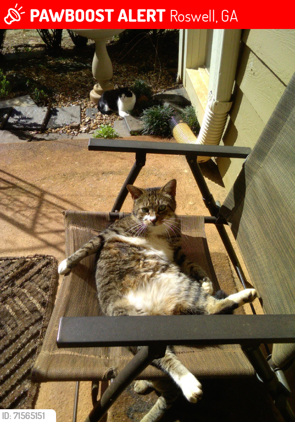 Lost Male Cat last seen BARKSHIRE LANE ROSWELL GEORGIA in WINDSOR FOREST, Roswell, GA 30076