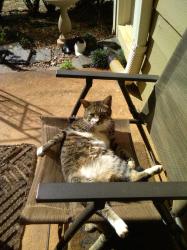 Lost Male Cat last seen BARKSHIRE LANE ROSWELL GEORGIA in WINDSOR FOREST, Roswell, GA 30076