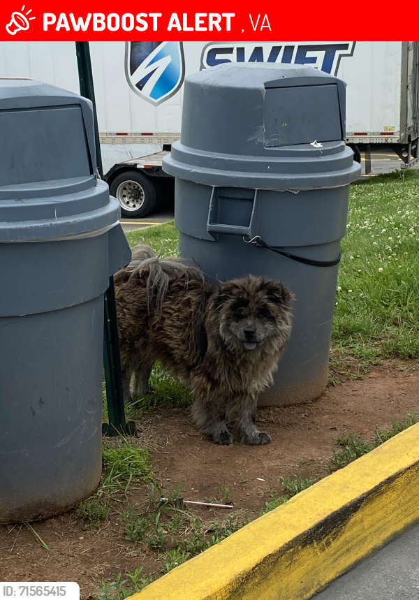 Lost Unknown Dog last seen Off I 77 Rxit 1 loves truck stop, Lambsburg, VA 24351