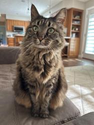 Lost Female Cat last seen Estates drive and Deborah , Salina, KS 67401