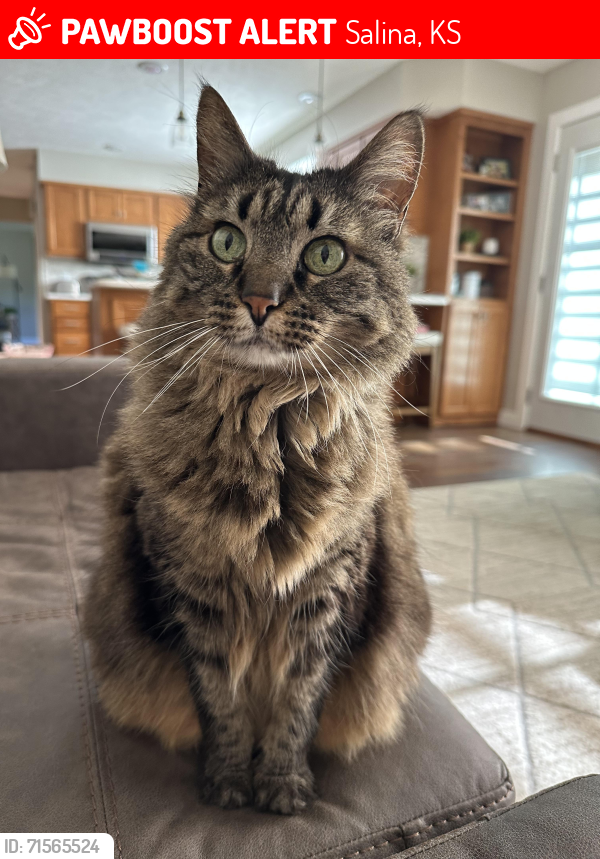 Lost Female Cat last seen Estates drive and Deborah , Salina, KS 67401