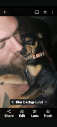 Lost Male Dog last seen Islande Sole Jamaica beach tx, Jamaica Beach, TX 77554