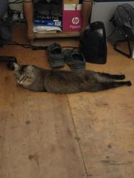Lost Male Cat last seen Len bar ct,Leander,tx,78641, Leander, TX 78641