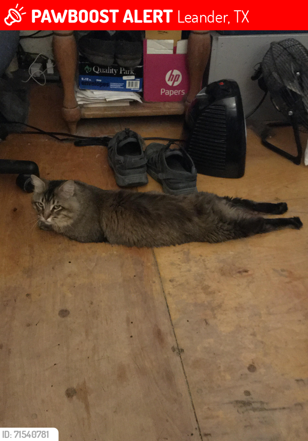 Lost Male Cat last seen Len bar ct,Leander,tx,78641, Leander, TX 78641