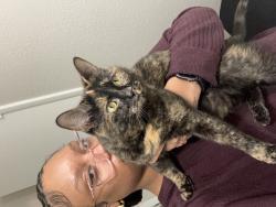 Lost Female Cat last seen Near the 76 Gas station in red bank, Chattanooga, TN 37415