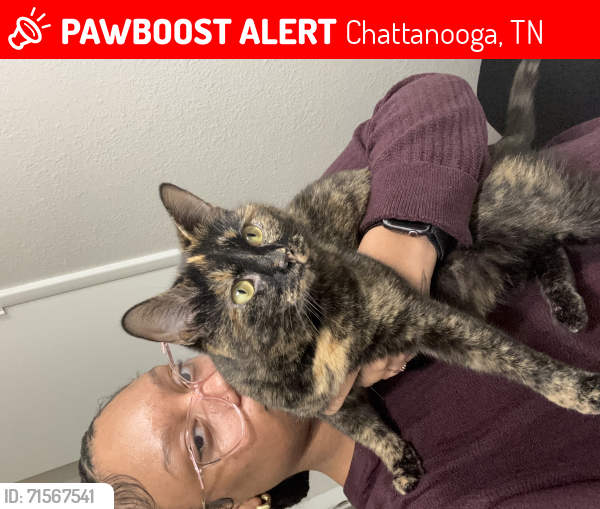 Lost Female Cat last seen Near the 76 Gas station in red bank, Chattanooga, TN 37415