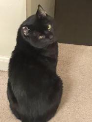 Lost Male Cat last seen Southall Rd, Randallstown, MD 21133