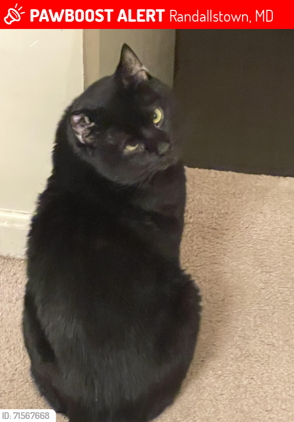Lost Male Cat last seen Southall Rd, Randallstown, MD 21133