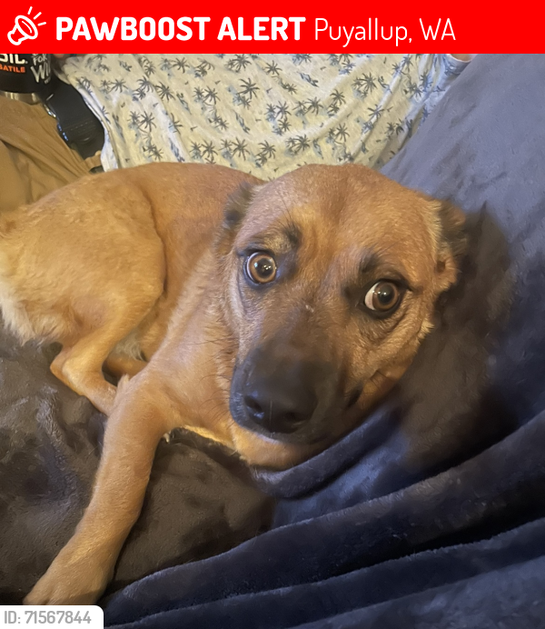 Lost Female Dog last seen Good Samaritan hosp , Puyallup, WA 98372