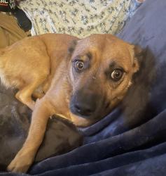 Lost Female Dog last seen Good Samaritan hosp , Puyallup, WA 98372