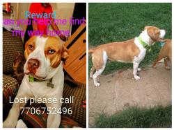 Lost Male Dog last seen price rd, Gainesville, GA 30506
