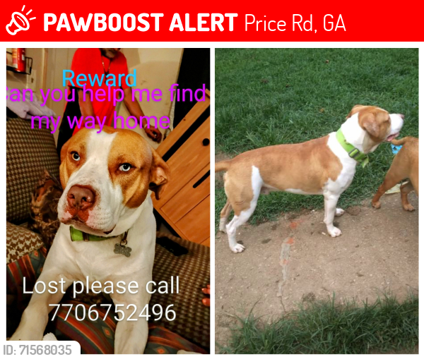 Lost Male Dog last seen price rd, Gainesville, GA 30506