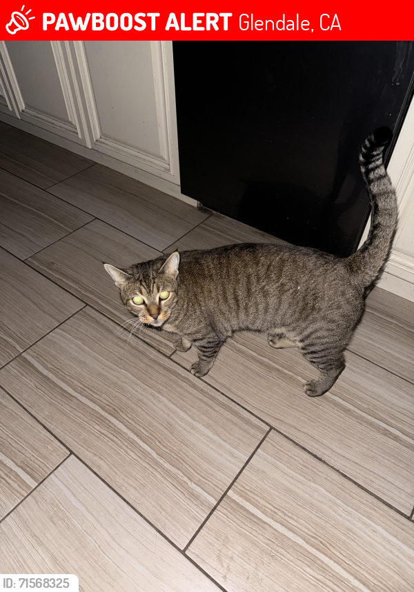 Lost Male Cat last seen Lauderdale/Burritt, Glendale, CA 91214
