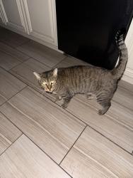 Lost Male Cat last seen Lauderdale/Burritt, Glendale, CA 91214