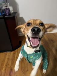 Lost Male Dog last seen South Jackson papillon , Papillion, NE 68046