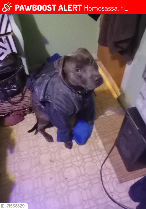 Lost Female Dog last seen Homosassa trail & Pine Ridge , Homosassa, FL 34448