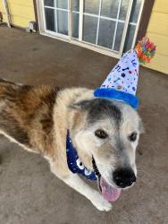 Lost Male Dog last seen Near W Hillmont Rd, Odessa, TX 79764, Slaton, TX 79364