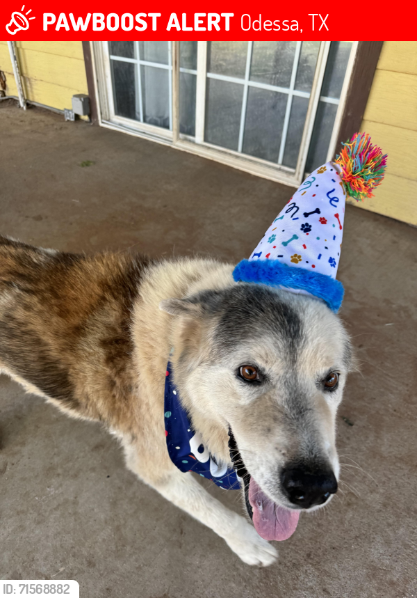 Lost Male Dog last seen Near W Hillmont Rd, Odessa, TX 79764, Slaton, TX 79364