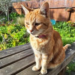 Lost Female Cat last seen West Cliff, Santa Cruz, CA 95060