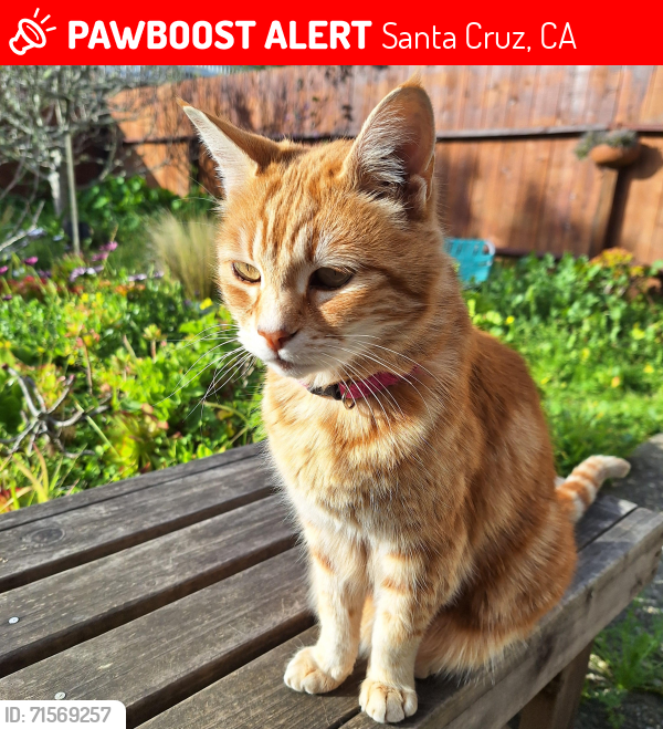 Lost Female Cat last seen West Cliff, Santa Cruz, CA 95060