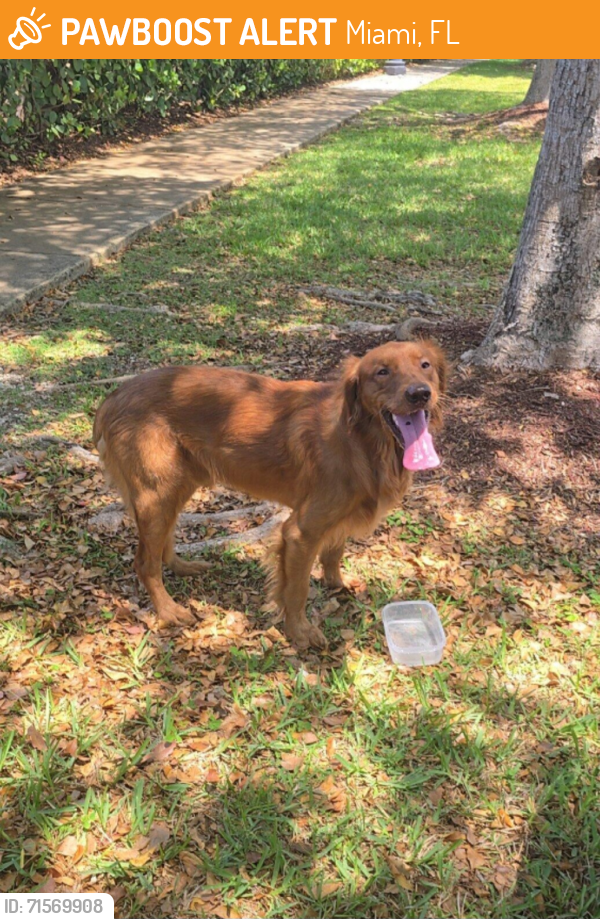 Found/Stray Male Dog last seen Cutler Bay, Miami, FL 33189