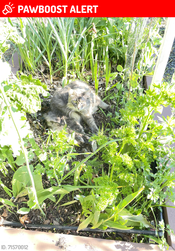 Lost Male Cat last seen Memorial ave and 6th , Qualicum Beach, BC V9K 2T4