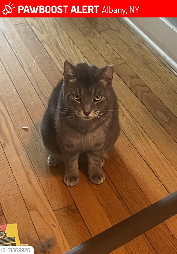 Lost Male Cat last seen Near buell street and washington avenue, Albany, NY 12206